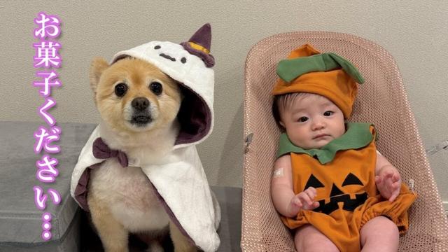 仮装してハロウィンパーティーに参加するポメラニアンが可愛過ぎました…笑