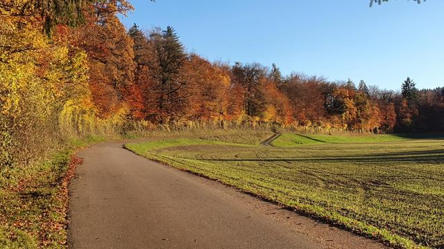 Von der Abendsonne beschienenes, herbstlich farben leuchtendes Waldstück zwischen Safenwil und Seon.