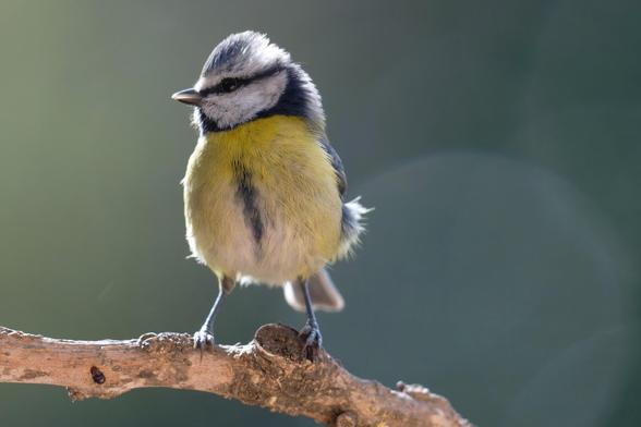 Una Mallerenga blava (Cyanistes caeruleus) molt eixerida sobre una branca llueix al contrallum