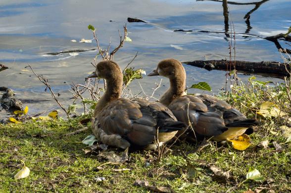 Juvenile birds at water's edge.