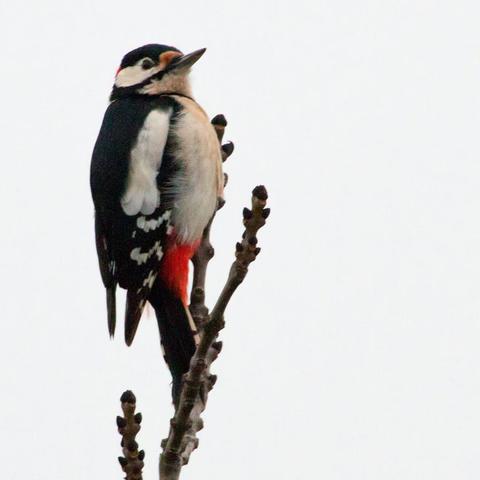 Specht auf Ast sitzend