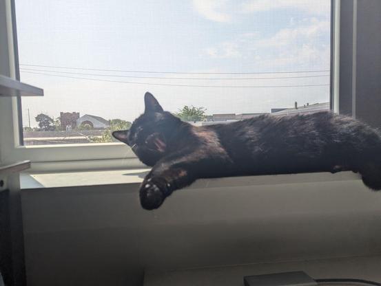 A black cat is lounging on a windowsill, basking in the sunlight. The view through the window shows a clear sky with a few clouds, power lines, and some distant houses. The indoors are in shadow, creating a contrast with the bright light coming from outside.