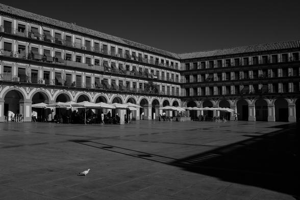 A quiet morning scene at Plaza de la Corredera in Córdoba, Spain. Sunlight strikes the arcaded façades and casts long shadows across the empty square, where a lone pigeon crosses the foreground.
