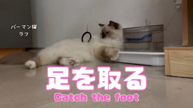 バーマン猫ラフ【足を取る】Catch the foot（バーマン猫）Birman/Cat