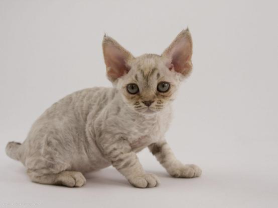 A small, light-colored Devon Rex kitten with large ears and big eyes sits on a white background. Its fur is curly and its tail is slightly visible. The kitten appears to be looking directly at the camera.