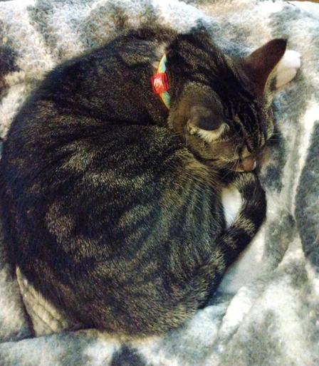 Pax, our little brown tabby cat with white markings, is curled up in her grey and white blankets.  She is sleeping peacefully.  The tip of her long striped tail is touching her nose.