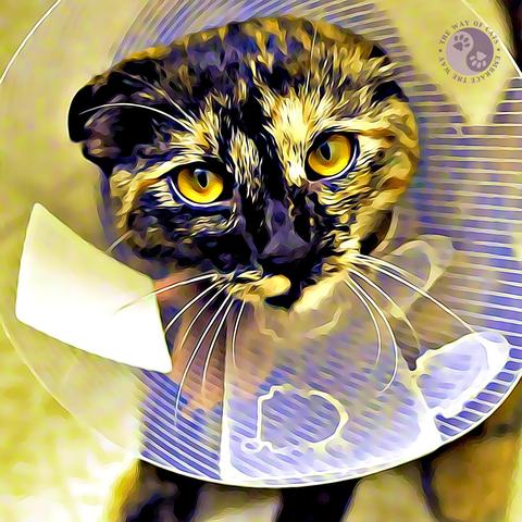 A tortoiseshell cat in a clear plastic medical collar with big indignant golden eyes with a cartoon filter, illustrating Dear Pammy, The cat really was sick!