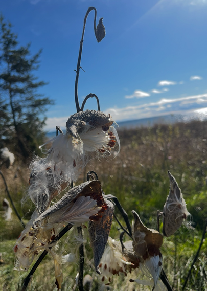 Milkweed seed pods bursting open along a freshwater coastal dune area full of grasses.