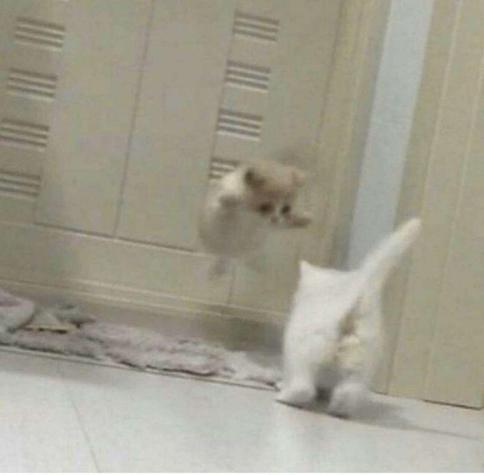 A white kitten appears to be jumping towards another fluffy white kitten that is walking away on a tiled floor. They are indoors near a door, with a small rug in the background.