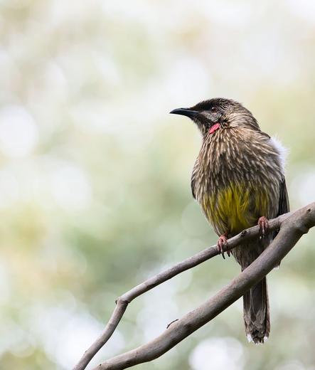 A red wattlebird is perched on a tree branch against a blurry background.
