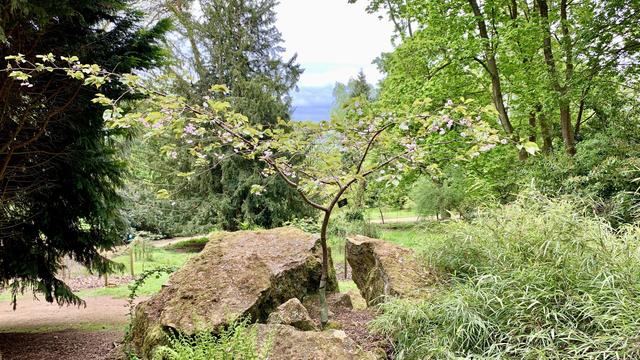 A small ornamental tree with light pink blossoms grows in the center of a natural setting, emerging from a split moss-covered rock. Surrounding it are dense green shrubs, tall coniferous and deciduous trees, and a dirt path winding through the landscape. The tree’s branches spread horizontally, displaying clusters of delicate flowers against a backdrop of layered greenery. The sky above is overcast with hints of blue breaking through the clouds, creating a soft contrast with the vibrant leaves. The scene is calm and structured, with the rocky base and protective tree guard suggesting careful placement in a managed garden environment.