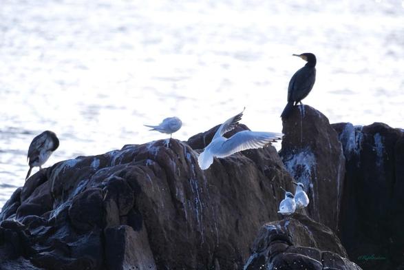 Un gros rocher sombre au premier plan, la mer argentée derrière. Sur le rocher, on voit deux grands cormorans et trois sternes caugek. Une mouette rieuse est en train d’arriver vers deux des sternes qui la regardent l’air de penser « mais tu vas où là, y’a plus de place! » Le rocher et les oiseaux sont en léger contre-jour.