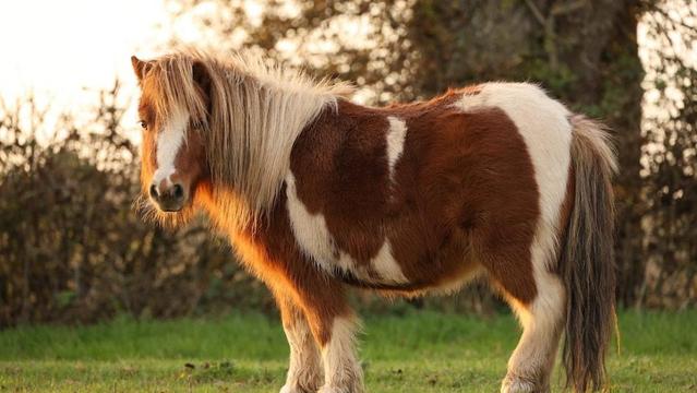 Nell'immagine, una fotografia di un pony.