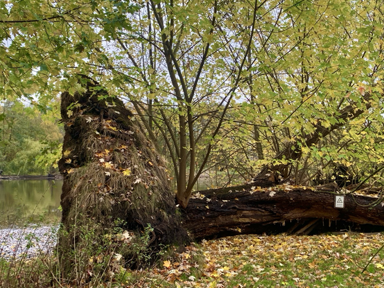 Ein vom Sturm gestürzter Baum liegt quer mit großem Wurzelballen rechts in Wassernähe. Aus seinem liegenden Stamm sind schon längst wieder neue Äste und kleine Bäume ausgetrieben. Park Haus der Natur in Wulfsdorf.