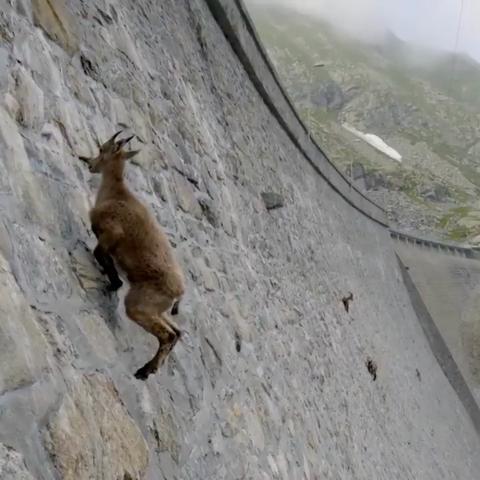 Bildbeschreibung (Deutsch):
Ein waghalsiger Steinbock klettert scheinbar mühelos eine steile Staumauer hinauf, hoch über dem Tal, während andere Tiere weiter unten verharren. Die Szene symbolisiert Mut, Balance und die Bereitschaft, sich über alte Grenzen zu erheben
- ein Sinnbild für jene, die in Zeiten des Wandels den Aufstieg wagen, während die ängstlichen
Zuschauer unten bleiben.
Image Description (English):
A daring ibex climbs effortlessly up a steep dam wall, high above the valley, while others remain far below. The scene symbolizes courage, balance, and the willingness to rise beyond old limits - a metaphor for those who dare to ascend in times of transformation, as the fearful ones stay behind.🖖