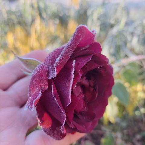 Rose pourpre foncé, dans ma main
Les pétales sont ourlées de givre