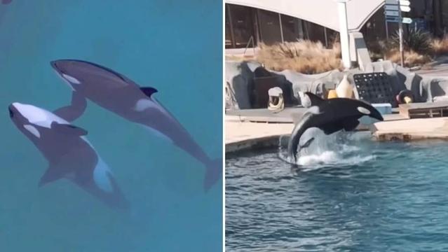 Nell'immagine, due fotografie delle orche abbandonate nel parco acquatico francese.