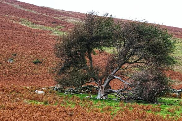 A rugged, gnarled tree with sprawling branches stands in a rural landscape, surrounded by vibrant red ferns and patches of green grass. Four sheep are present: two are fully visible—one standing near the tree and gazing into the distance, while the other lies resting beneath its branches. The other two sheep are partially visible in the background. Behind the tree, a short, partly destroyed section of a stone wall is visible. The hillside is covered in dense, reddish-brown vegetation, and the overcast sky lends a peaceful, tranquil atmosphere to the scene.