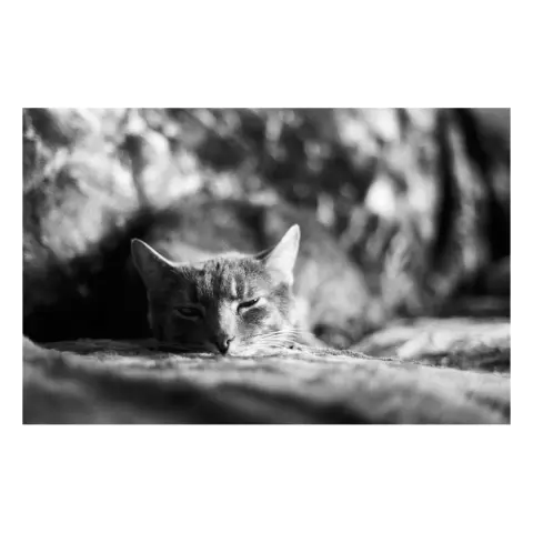 Photo argentique N&B de Meow vautré sur le canapé.