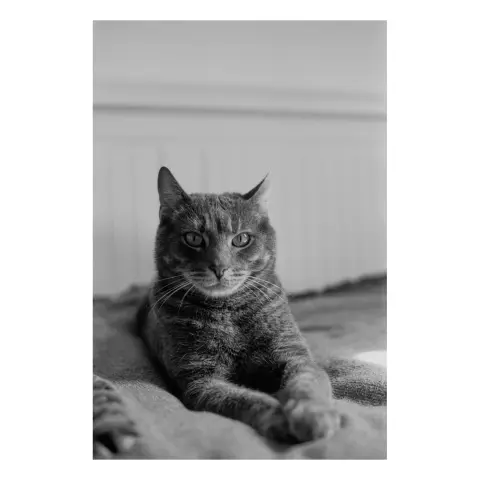 Photo argentique N&B de Meow allongé sur le lit me regardant, avec les patounes avant allongées et croisées