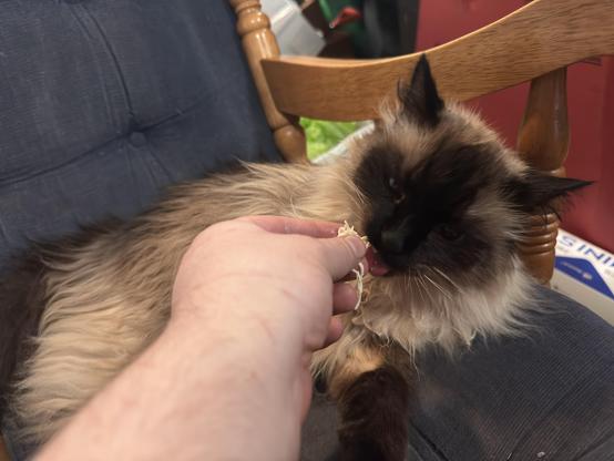 A long haired siamese cat lying down in a rocking chair while being fed shredded chicken