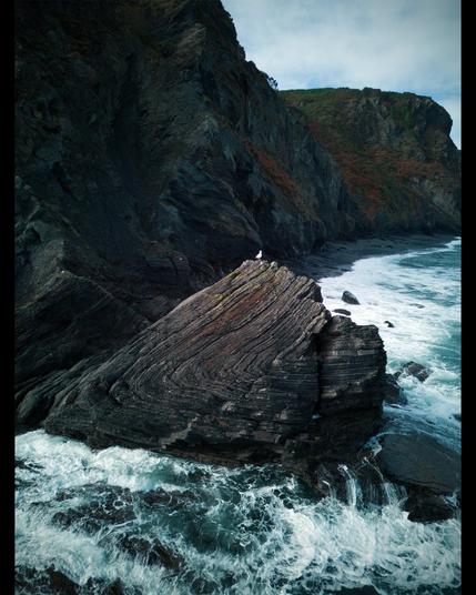 A seagull resting on a rock by the sea. A cliff in the background, obliquely  leaving the image. The rock is a fold made of shales and sandstones.