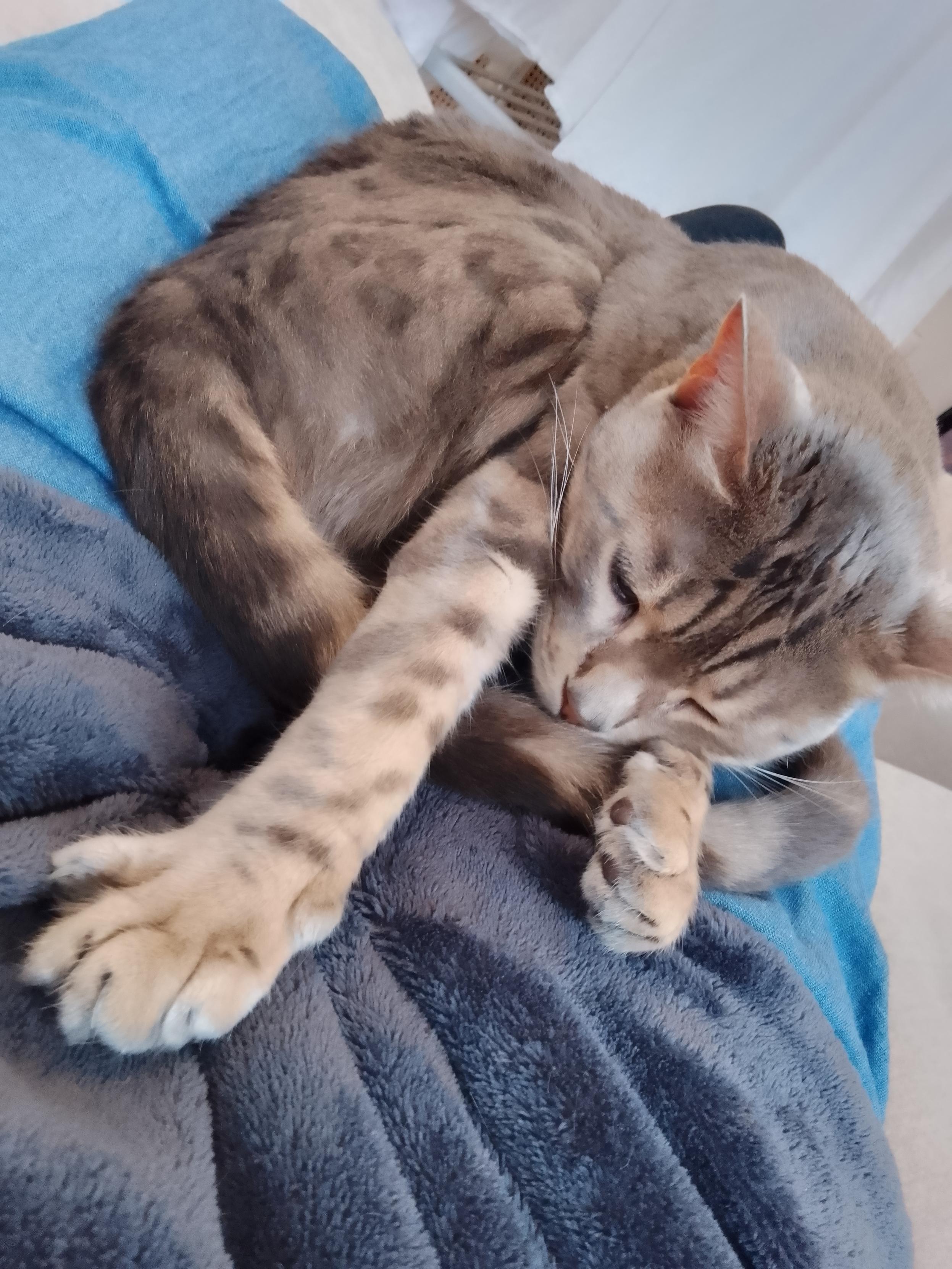 Otis the cat, sleeping on my lap.