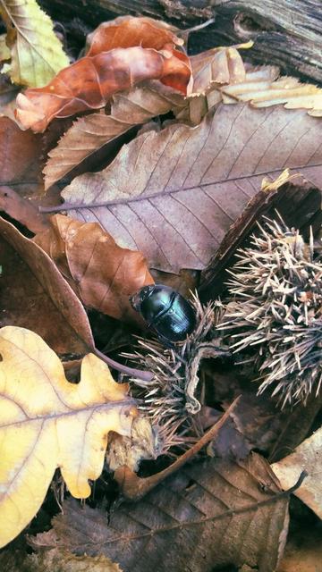 A shiny black beetle crawling over dry brown and yellow autumn leaves next to a chestnut husk.
