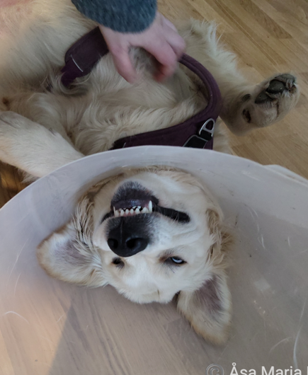 En drygt tio månaders Golden retrievervalp på rygg i tratt (efter operation) njuter av att bli kliad. Öronen ligger ett hit och ett dit och överläpparna har ramlat uppåt så tänderna synd på misstag. halvt stängda ögon.