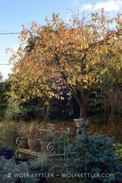 The photograph is a view from the patio towards the front of the garden.
In the foreground, a small, blue-ish fir tree. Behind it a white painted, rusty metal bench with several plant pots on it.