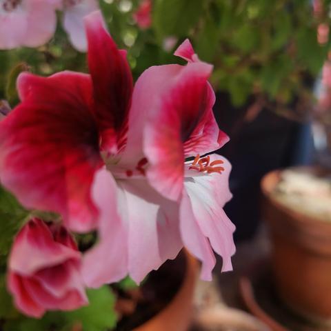 Fleur de géranium blanche et rose 
Étamines rouge vif