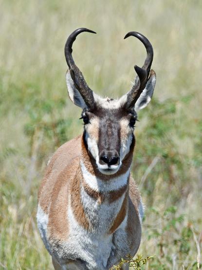 close up of a Pronghorn #Antelope buck