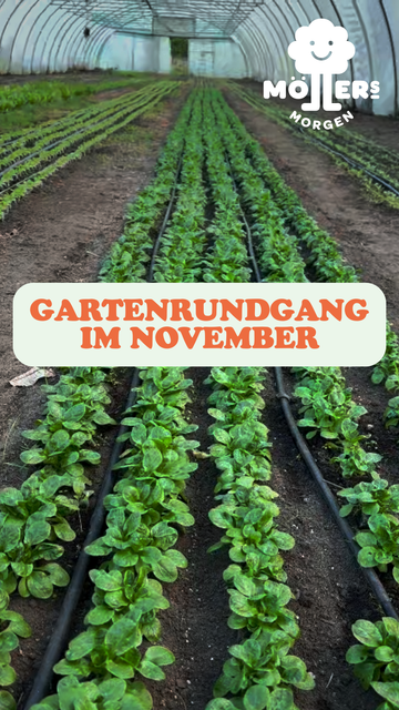 Das Bild zeigt ein Gewächshaus mit ordentlich angelegten Reihen von jungen Pflanzen, die gerade wachsen. Im Vordergrund steht in großen, orangefarbenen Buchstaben:

**"GARTENRUNDGANG IM NOVEMBER"**

Das Logo von **Möllers Morgen** ist in der oberen linken Ecke sichtbar. Die Szene vermittelt den Eindruck eines gut gepflegten Gartens oder Gewächshauses, das im November besichtigt werden kann. Die jungen Pflanzen deuten auf eine frühe Wachstumsphase hin, möglicherweise im Rahmen eines Bildungsprojekts oder einer Gemeinschaftsinitiative.