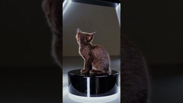 cute kitten Havana Brown | Gato Habana Brown #cute #funny #pets #cat