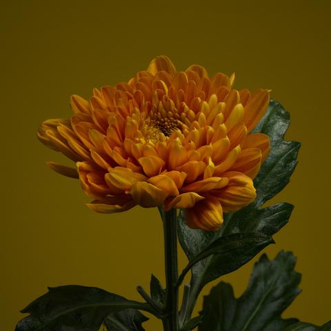 Orange-yellow chrysanthemum flower against a similar coloured background