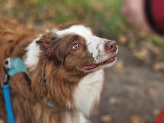 Hund mit Dreck an der Schnauze