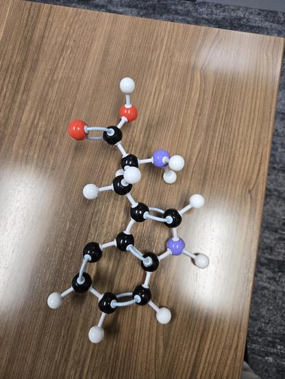 Molecular model kit designed to show the chemical formula of the amino acid tryptophan [2-Amino-3-(1H-indol-3-yl)propanoic acid]. Oxygen atoms are read, nitrogen atoms are purple, carbon atoms are black, and hydrogen atoms are white.