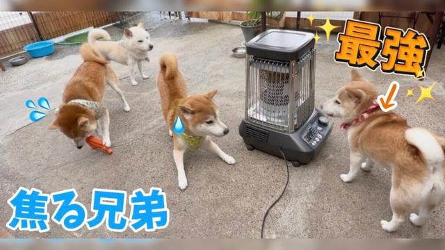 “最強ママには勝てん…”巨体柴犬兄弟、調子乗った結果オワタ🤣。。。