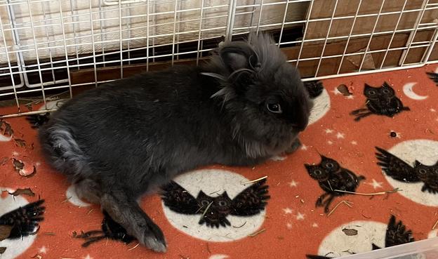 Benny is a small, gray Lionhead rabbit. He is snuggled up on an orange and black flying owls patterned fleece and is leaning against the wall of his pen.