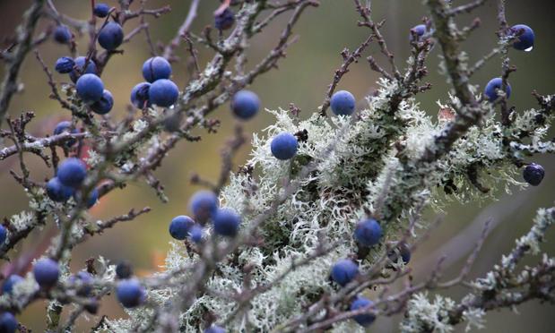 Knorrige kahle Zweige mit blassgrünen fransigen Flechten und einzeln hängenden relativ großen samtig-blauen Beeren
