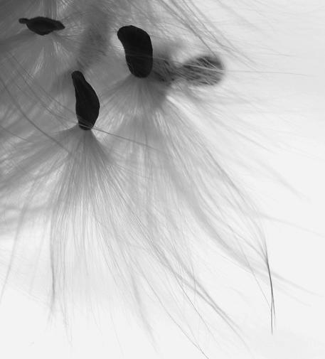 Black and white macro photograph of five or six dark, almost triangular milkweed seeds, still caught together as they emerged from their pods, with their almost white silky "hairs" standing out against a bright white background.

Photographie macro en noir et blanc de cinq ou six graines d'asclepiades foncées et de forme presque triangulaire, encore prises ensemble en sortant de leur gousse, avec leurs "cheveux" soyeux presque blancs se détachant sur un fond blanc éclatant.