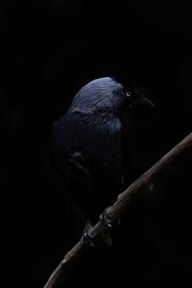 Bildbeschreibung (Deutsch)
Ein schwarzer Vogel sitzt auf einem Ast, sein Gefieder schimmert in tiefem Mitternachtsblau und Silbergrau. Nur das Licht auf seinem Kopf und das helle, wache Auge durchbrechen die Dunkelheit, die ihn fast vollständig umhüllt. Die Szene erinnert an die beiden Raben Hugin und Munin aus der nordischen Mythologie - Sinnbild von Gedanke und Erinnerung. Sie flogen jeden Tag über die Welt, um Odin zu berichten, was sie gesehen und gespürt hatten. So wie sie dem König Erkenntnis jenseits der Oberfläche brachten, steht auch dieser Vogel für das Bewusstsein, das tiefer wahrnimmt als das bloße Auge: das Wissen, das im Schweigen der Nacht wächst.
Image Description (English)
A black bird perches on a branch, its feathers shimmering in deep midnight blue and silver-gray.
Only the light on its head and its bright, watchful eye pierce the surrounding darkness. The scene recalls Hugin and Munin, the two ravens of Norse mythology - symbols of Thought and Memory.
Each day they flew across the world to bring Odin knowledge beyond sight, whispering what lies beneath the surface. This bird, too, stands for consciousness that perceives deeper than the visible - the wisdom tha' vakens in the silence of night.🖖