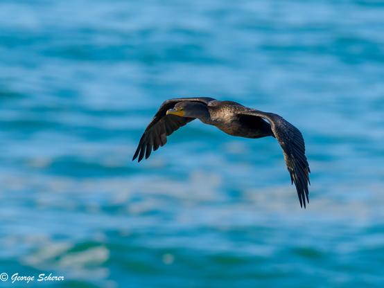 A double crested cormorant, caught in flight with spread wings. The background is a brilliant blue, and out of focus.