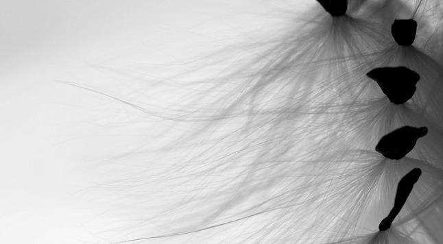 Black and white macro photograph of a row of five dark, almost triangular milkweed seeds on the right side of the image, still caught together as they emerged from their pods, with their almost white silky "hairs" standing out against a bright white background on the left side of the image.

Photographie macro en noir et blanc d'une rangée de cinq graines d'asclepiades foncées et de forme presque triangulaire à droite de l'image, encore prises ensemble en sortant de leur gousse, avec leurs "cheveux" soyeux presque blancs se détachant sur un fond blanc éclatant à la gauche de l'image.