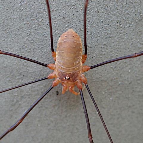 makro, extreme nahaufnahme. auf einem grauen, leicht rauhen grund sitzt ein weberknecht. das bild ist von so nah dran, dass der körper allein das halbe bild füllt, von den fadendünnen, dunklen beinen, die hier wie glänzende röhrchen aussehen ist nur jeweils ein stück am ansatz zu sehen. sie stecken am körper in so einer art manschetten, die rund um die vordere hälfte des ovalen körpers angeordnet und hell orange bis lachsrosa sind. der rest des körpers ist von einer ähnlichen aber blasseren, beigeren farbe. relativ weit vorne sitzen mittig obenauf in einem kleinen türmchen 2 weiß umrandete schwarze augen, mit den rückseiten direkt aneinander, augenabstand gleich null. so hat das tier eine perfekte rundumsicht, aber ziemlich sicher kein räumliches sehen.