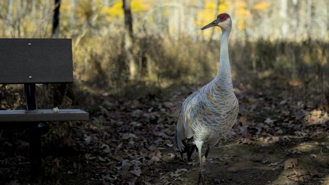 sandhill crane