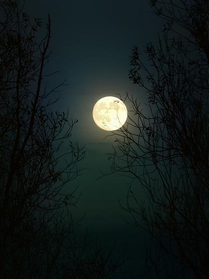 großer vollmond hinter zweige, dunkles bild