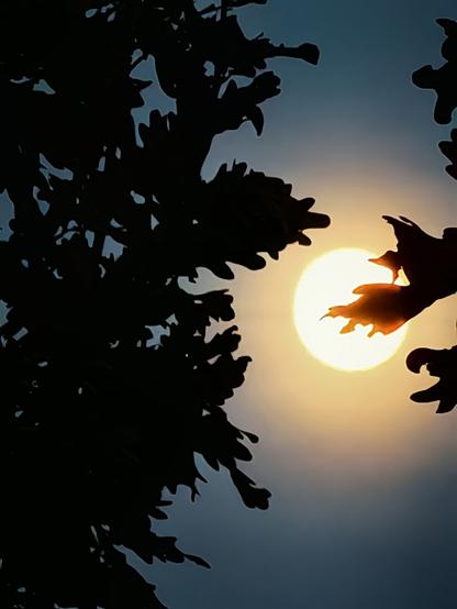 großer vollmond hinter blätter und zweige, dunkles bild