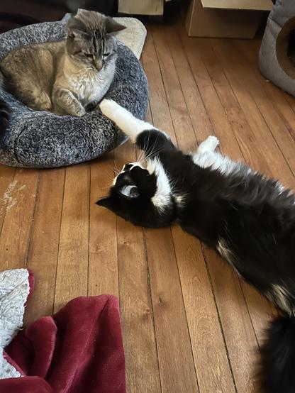 A lynx point Siamese, awake, curled in a donut bed on a hardwood floor, looking skeptically at the fluffy paw of a black and white kitty who is stretched on the floor, reaching towards him and resting his paw on the edge of the cat bed.