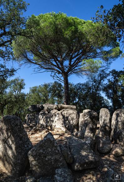 Color photo of a tall spreading pine tree above the large stones of Cova d'en Daina, a 4000+ year old megalithic dolmen.